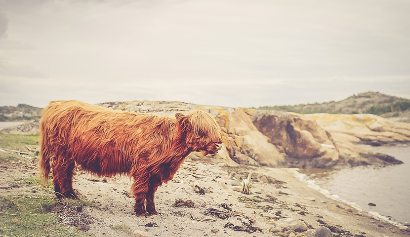 网络ddos攻击软件